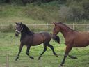 Chevaux aux prè.